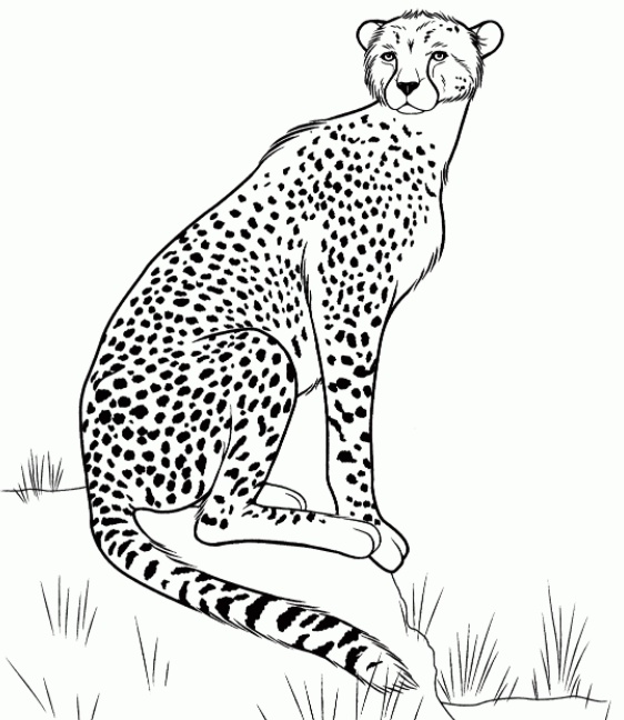 رسومات تلوين حيوانات