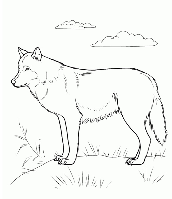 رسومات تلوين حيوانات
