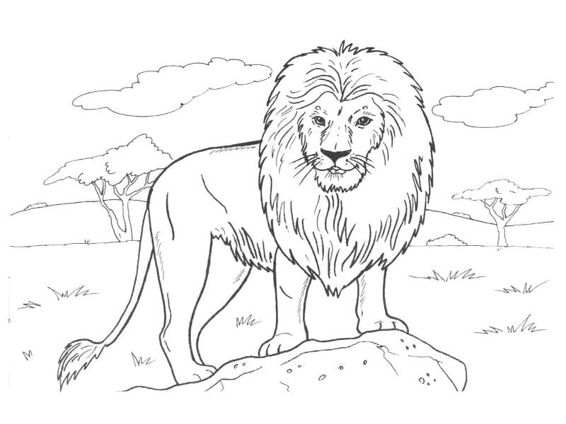 رسومات تلوين حيوانات