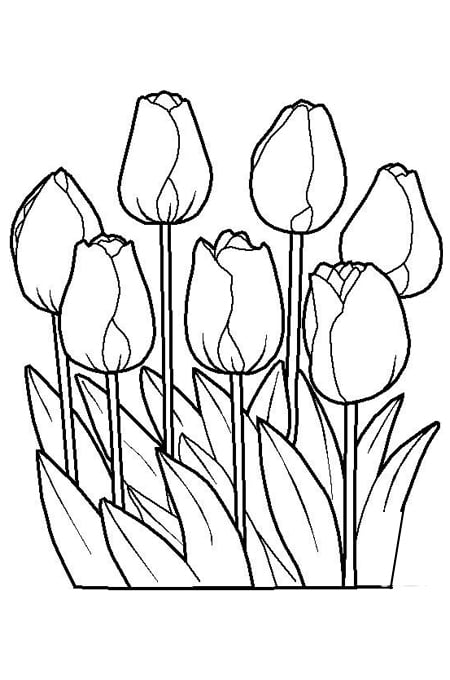 رسومات تلوين نباتات