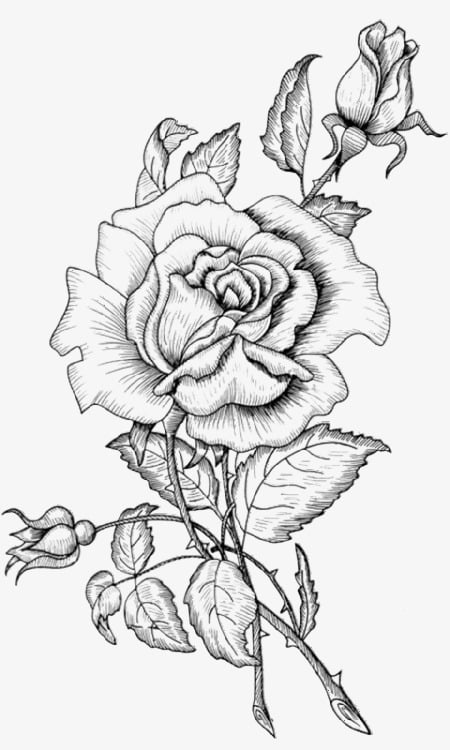 رسومات تلوين ورود