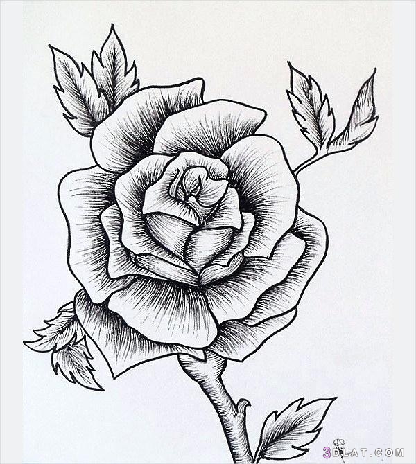 رسومات تلوين ورود
