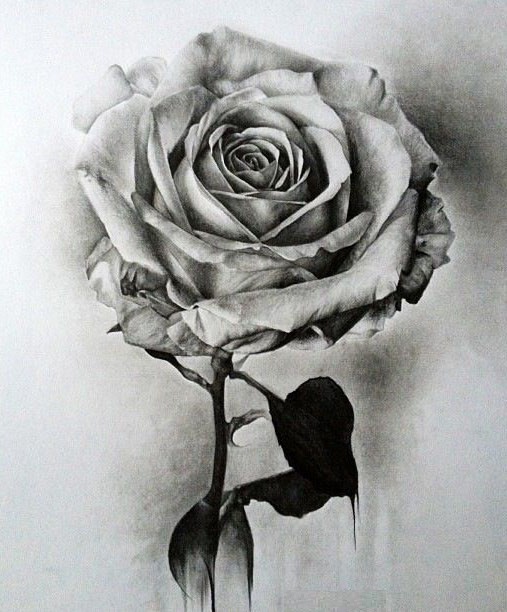 رسومات تلوين ورود