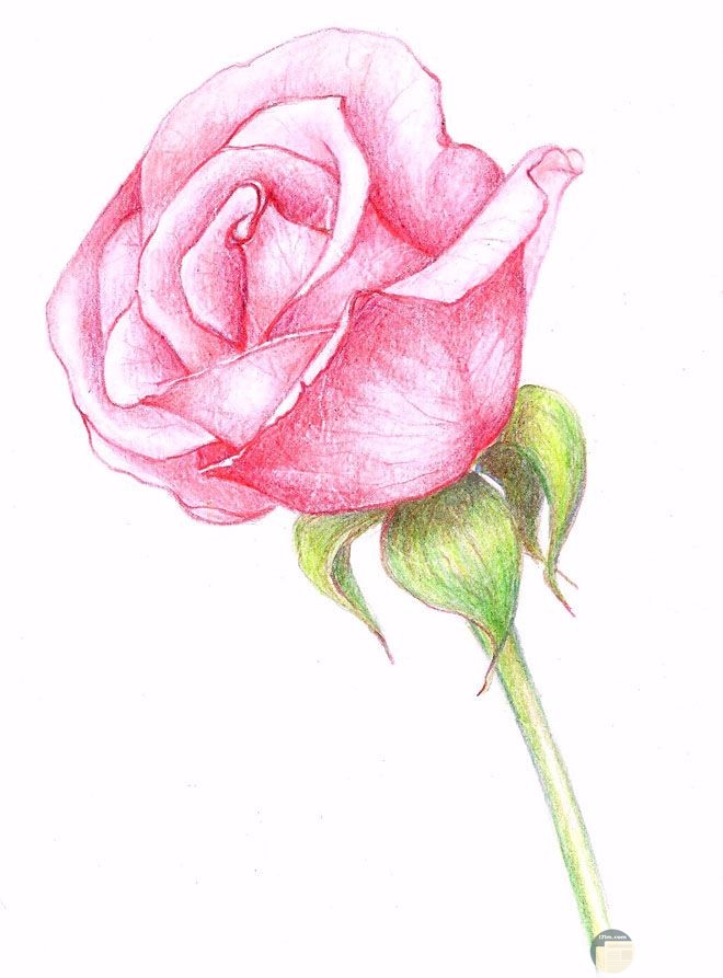رسومات تلوين ورود
