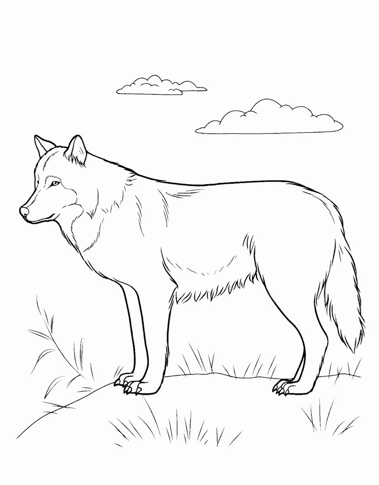 رسومات حيوانات للاطفال ملونة