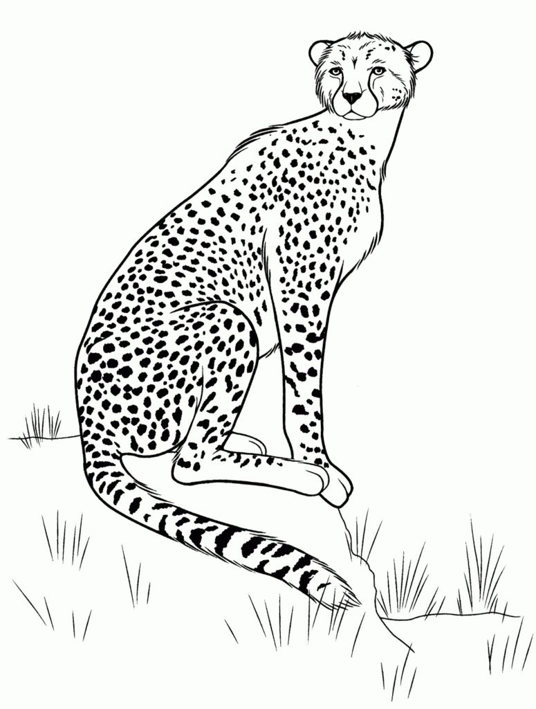 رسومات حيوانات للاطفال ملونة