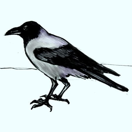 رسومات غراب للتلوين