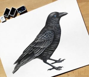 رسومات غراب للتلوين