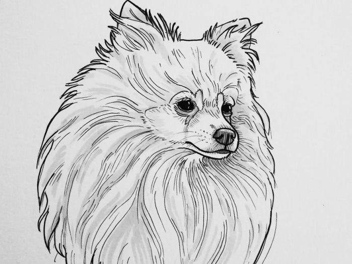 رسومات للتلوين كلاب