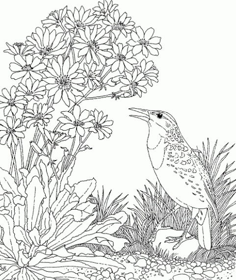رسومات للتلوين مانديلا