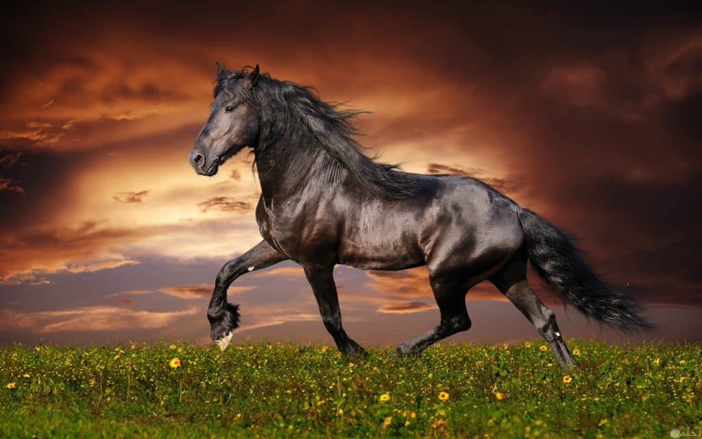 رمزيات خيول وشباب