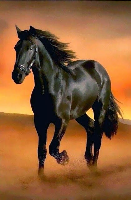 رمزيات خيول وشباب