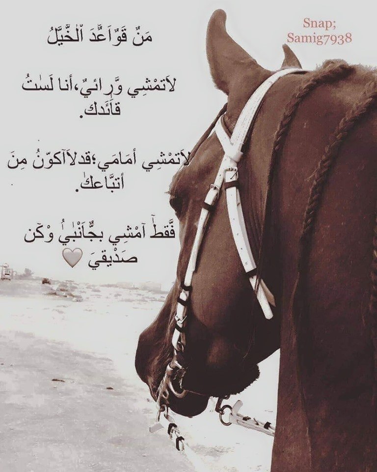 رمزيات خيول وشباب