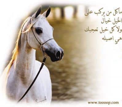 رمزيات خيول وشباب