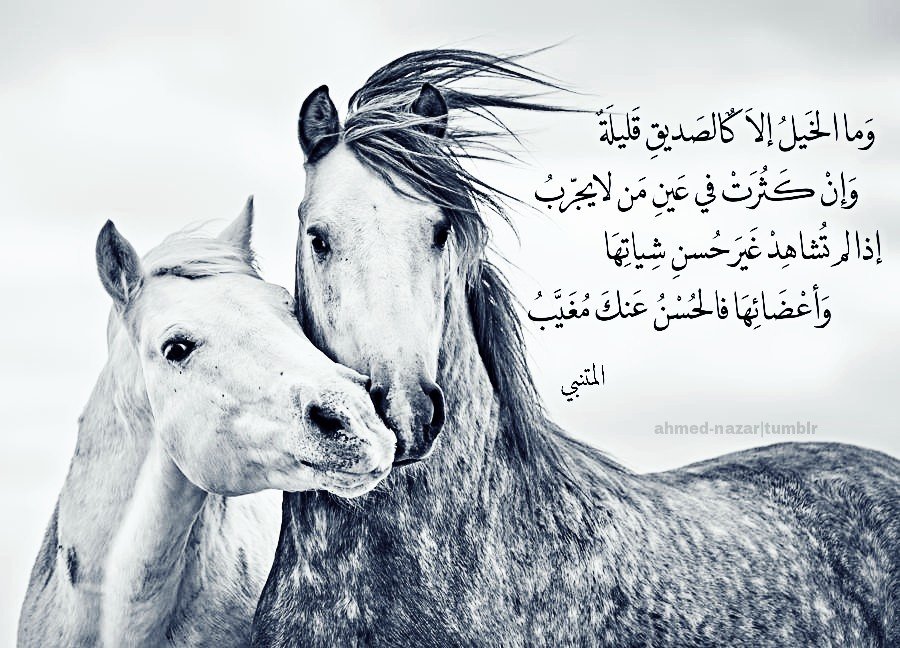 رمزيات خيول وشباب