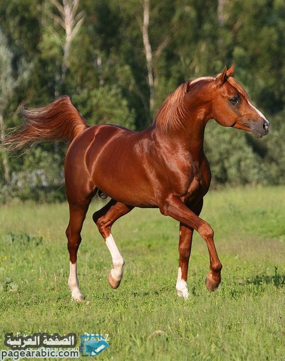 رمزيات خيول وشباب