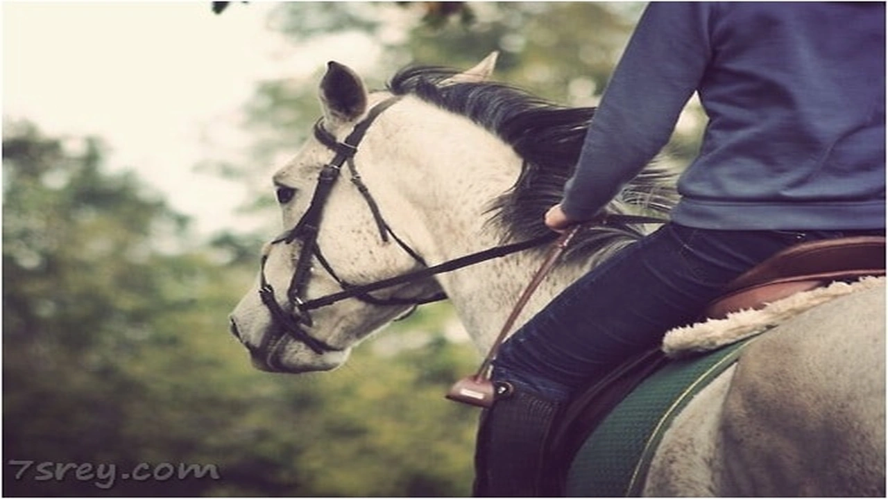 صورة رمزيات خيول وشباب