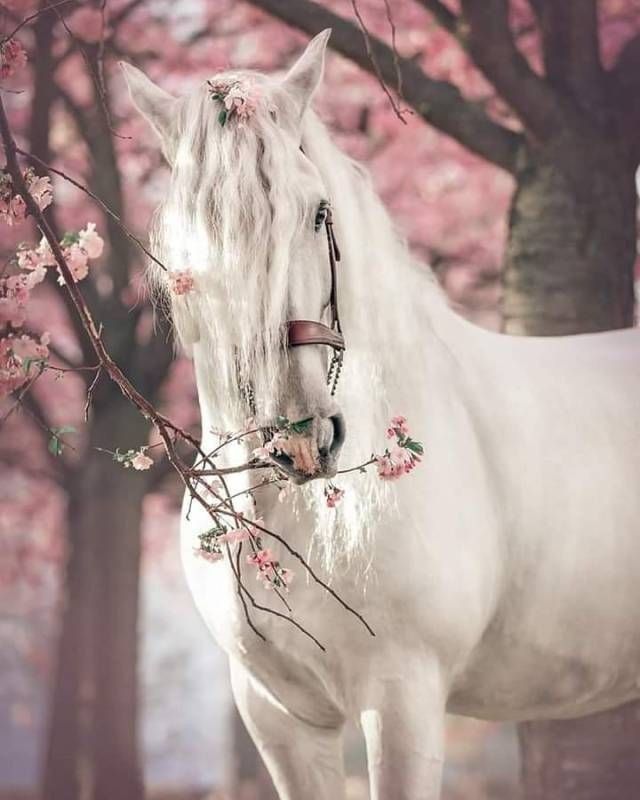 رمزيات خيول