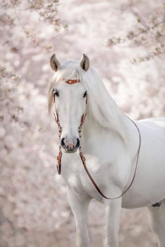 رمزيات خيول