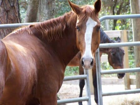 رمزيات خيول