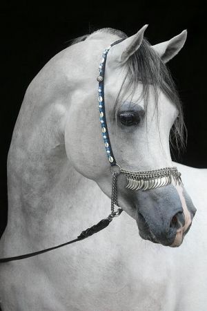 رمزيات خيول