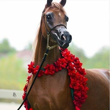 رمزيات خيول