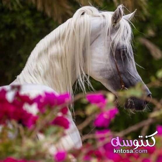 رمزيات خيول