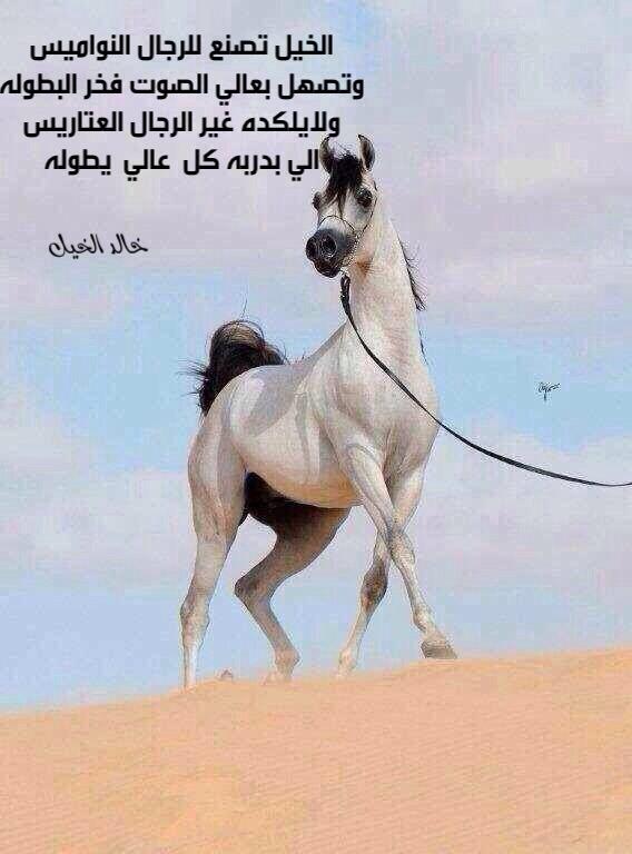 رمزيات خيول