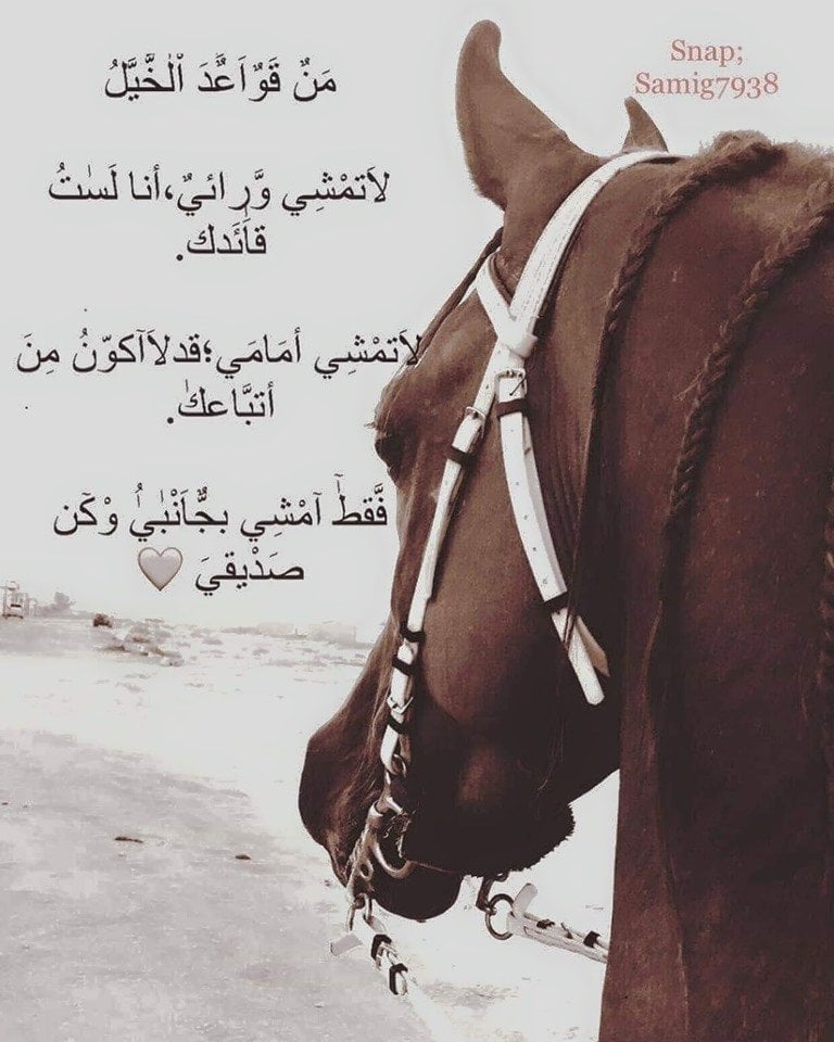 رمزيات خيول