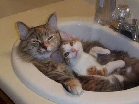 رمزيات قطط كيوت