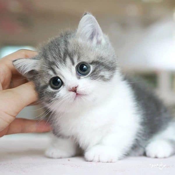 رمزيات قطط كيوت