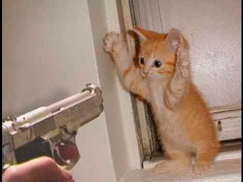 رمزيات قطط وبنات