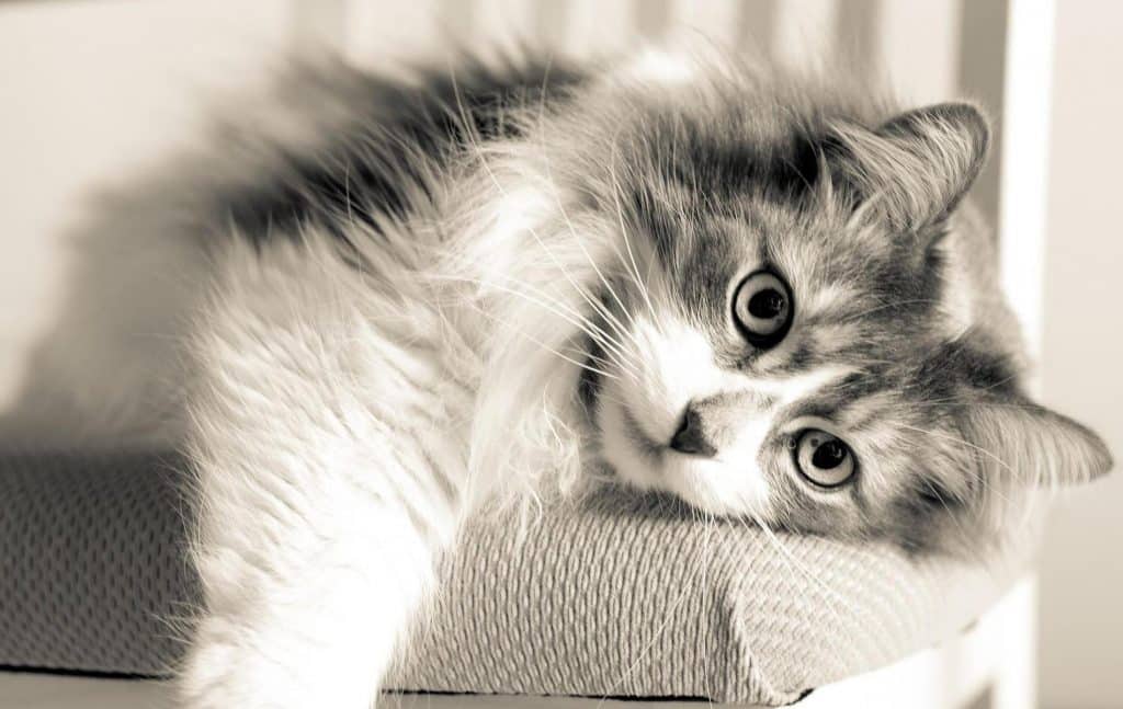 رمزيات قطط وبنات