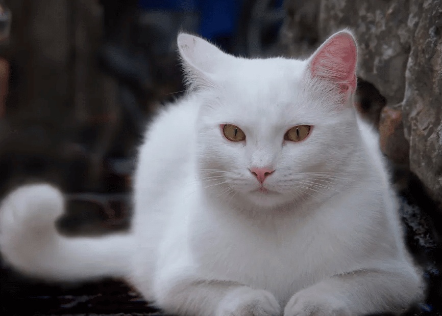 رمزيات قطط وبنات