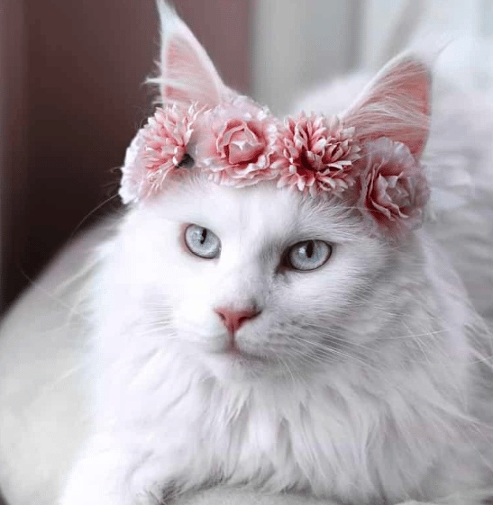 رمزيات قطط وبنات