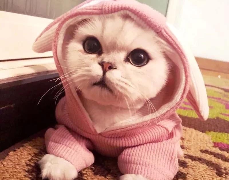 رمزيات قطط وبنات