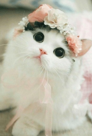 رمزيات قطط وبنات