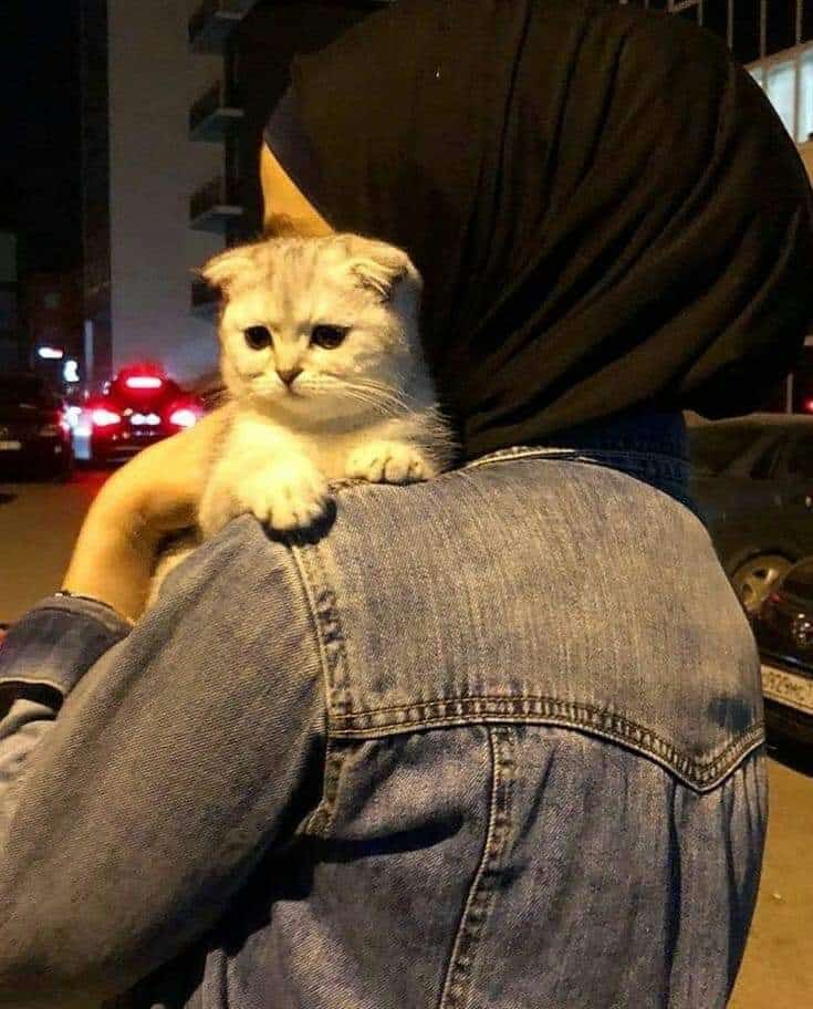 رمزيات قطط وبنات