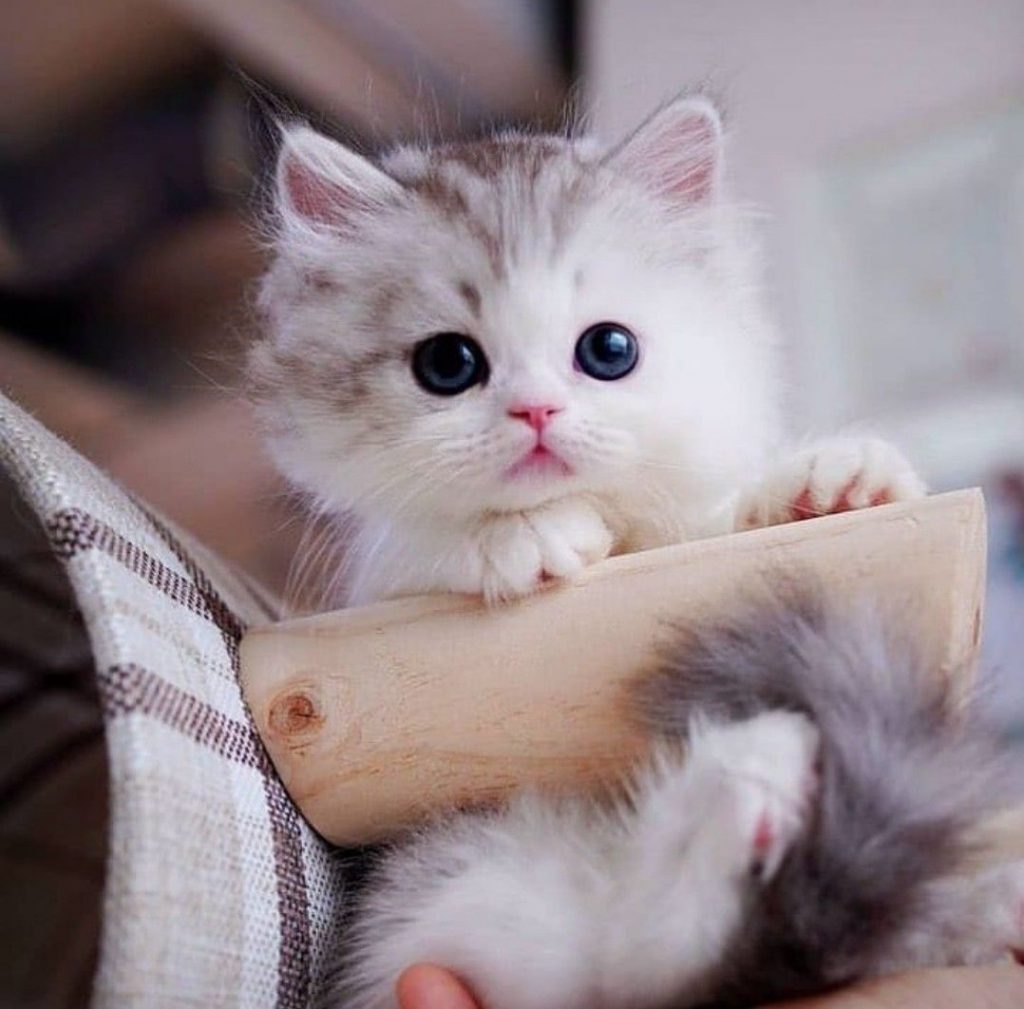 رمزيات قطط وبنات