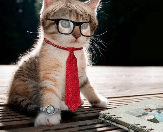 رمزيات قطط وبنات