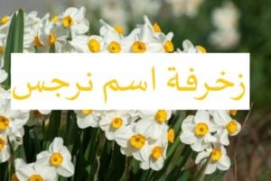 زخرفة اسم نرجس