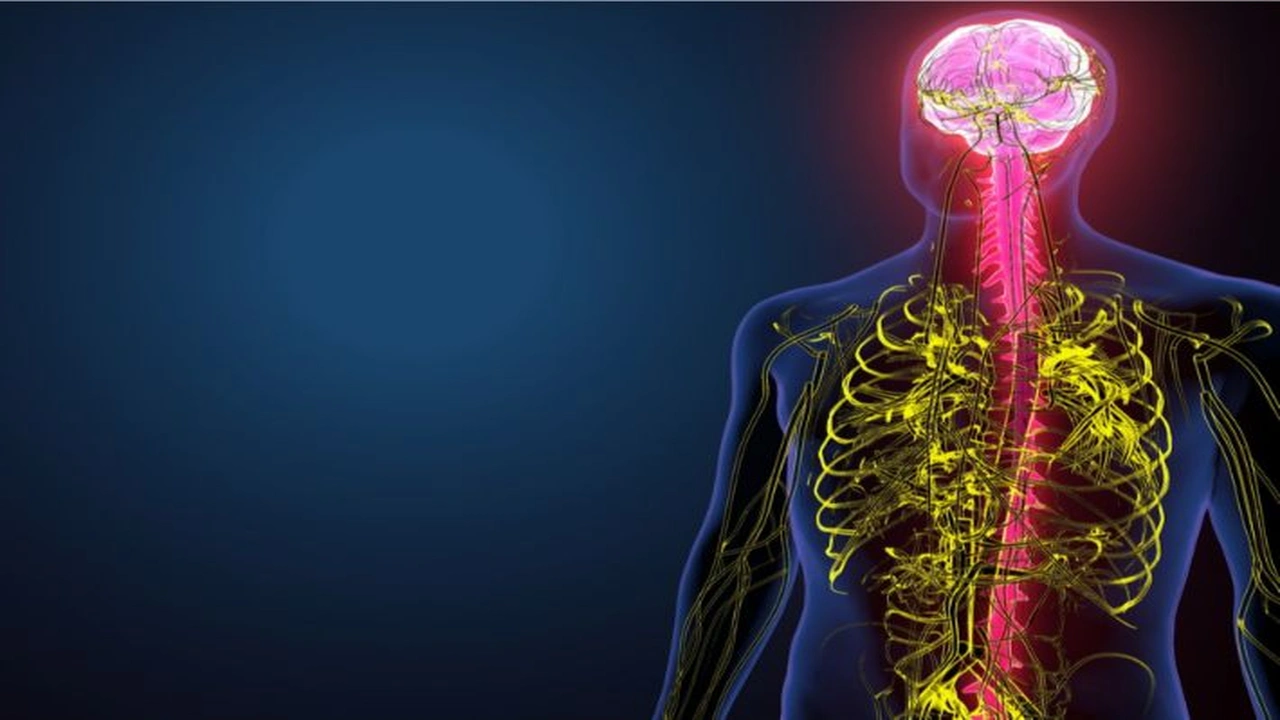 صورة شرح درس السيال العصبي