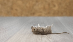 شركة مكافحة الفئران بجدة