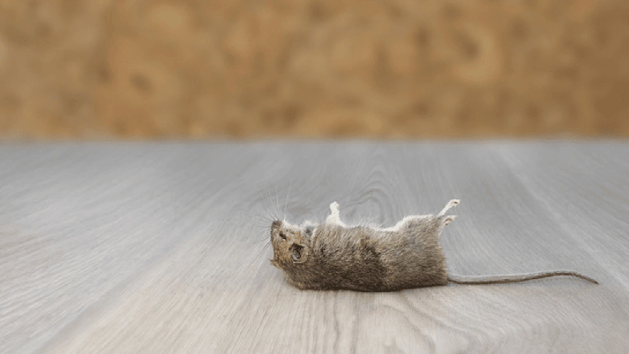 صورة شركة مكافحة الفئران بجدة