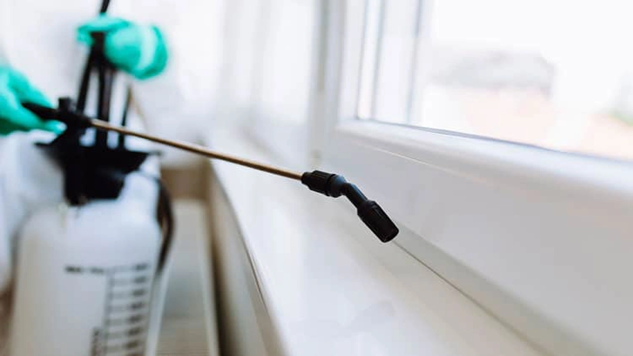 صورة شركة مكافحة حشرات بالجبيل 