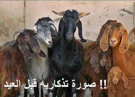 شعر عن عيد الاضحى للاطفال