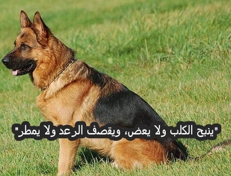 شعر في وصف الكلاب