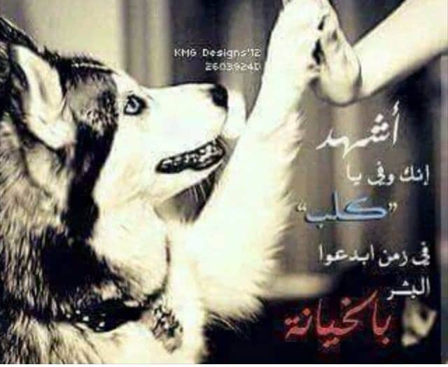 شعر في وصف الكلاب