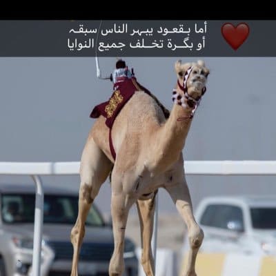 شعر في وصف الهجن
