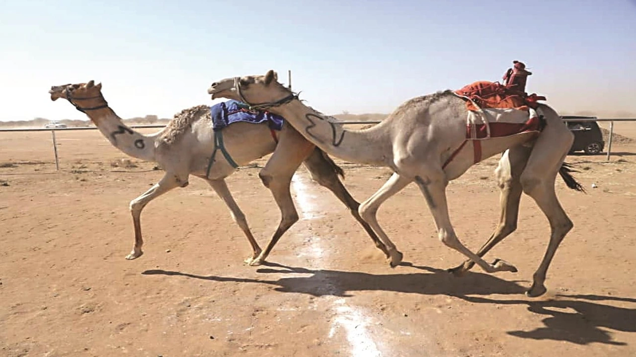 صورة شعر في وصف الهجن